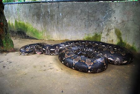 prony snake in bohol|Prony the Python: Alburquerque, Bohol, Philippines.